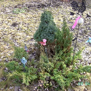клумба