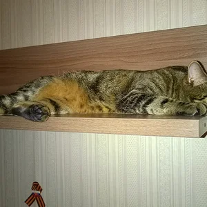 Алиса на полке