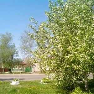 Черемуха