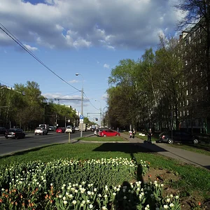 Моя улица, мой двор и тюльпаны