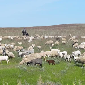 Знойная степь Казахстана (вне конкурса)