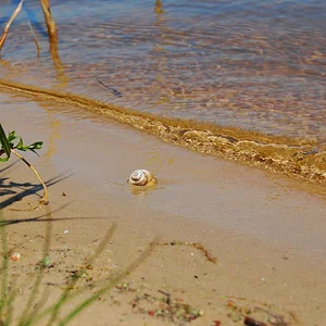 дом у воды
