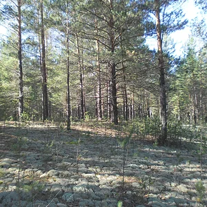 В ленточном бору.( Алтай)