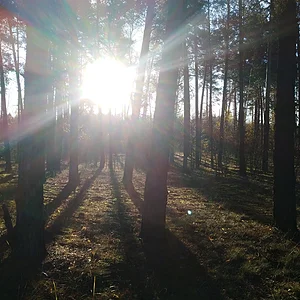Старый лес 2