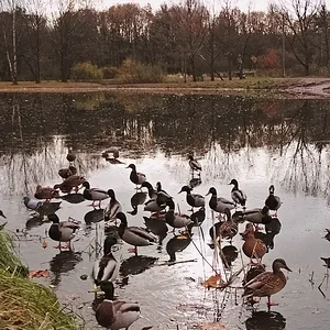 Прогулки по воде