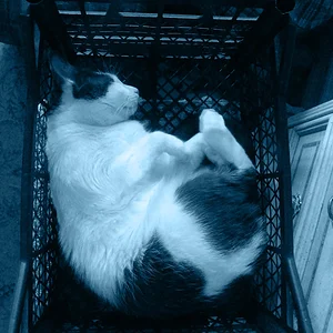 Кошачьи сны...