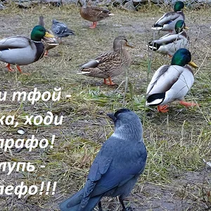 Фашист