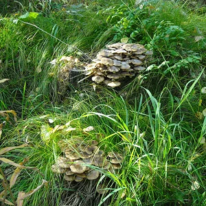 DSCN0748.JPG