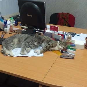 Кототерапия