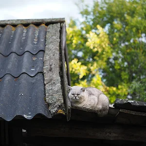 Хозяева уехали