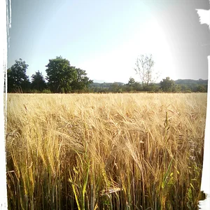 Медиа 'Поспела' в категории 'Внеконкурсный Альбом'