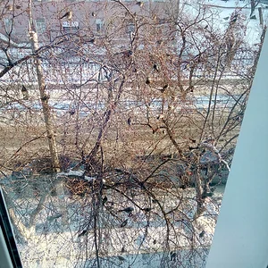 Дрозды и свиристели