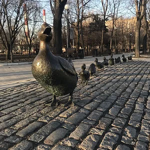 Уточки на прогулке))