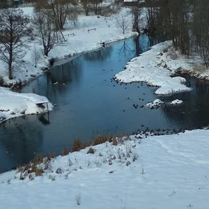 Утки на зимовке
