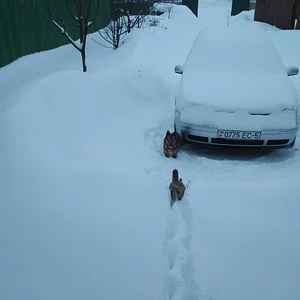 Встреча двух друзей