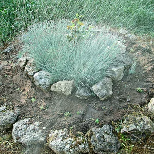 клумба