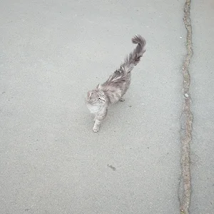 Кот в парке)