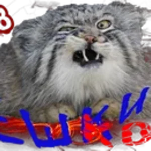 Ёшкин котКом1_2.png