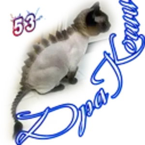 ДраКоши 06.png