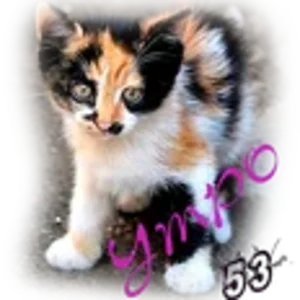 ДраКоши Утро.png