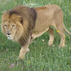 лев в печали 2.jpg