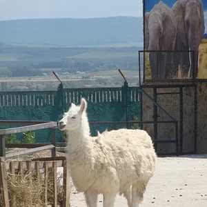 лама.jpg