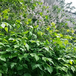 20130630_150615_HDR.jpg