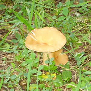 DSC03179.JPG