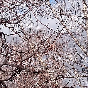 IMG_20130421_113317.jpg